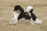 hundefotos pudel_-_zwergpudel