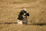 hundefotos pudel_-_zwergpudel