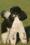 hundefotos pudel_-_zwergpudel