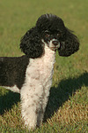 hundefotos pudel_-_zwergpudel