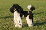 hundefotos pudel_-_zwergpudel