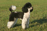 hundefotos pudel_-_zwergpudel