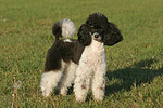 hundefotos pudel_-_zwergpudel