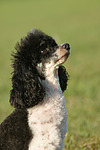 hundefotos pudel_-_zwergpudel