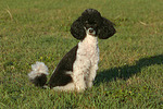hundefotos pudel_-_zwergpudel