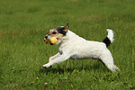 hundefotos parson_russell_terrier