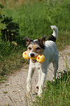 hundefotos parson_russell_terrier