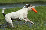 hundefotos parson_russell_terrier