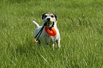 hundefotos parson_russell_terrier