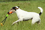 hundefotos parson_russell_terrier