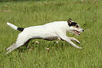 hundefotos parson_russell_terrier