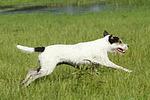 hundefotos parson_russell_terrier