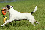 hundefotos parson_russell_terrier