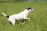 hundefotos parson_russell_terrier