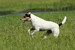 hundefotos parson_russell_terrier