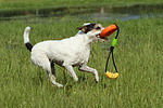 hundefotos parson_russell_terrier
