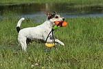 hundefotos parson_russell_terrier