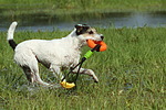 hundefotos parson_russell_terrier