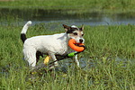 hundefotos parson_russell_terrier