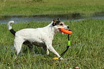 hundefotos parson_russell_terrier
