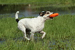 hundefotos parson_russell_terrier