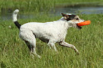 hundefotos parson_russell_terrier