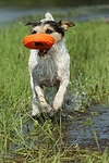 hundefotos parson_russell_terrier