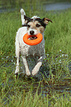 hundefotos parson_russell_terrier