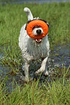 hundefotos parson_russell_terrier