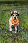 hundefotos parson_russell_terrier