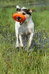 hundefotos parson_russell_terrier
