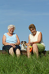hundefotos parson_russell_terrier