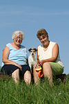 hundefotos parson_russell_terrier