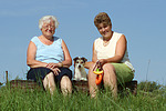 hundefotos parson_russell_terrier