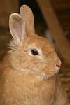 kleintierfotos kaninchen_-_zwergkaninchen