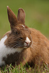 kleintierfotos kaninchen_-_zwergkaninchen