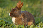 kleintierfotos kaninchen_-_zwergkaninchen