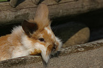 kleintierfotos kaninchen_-_loewenkoepfchen