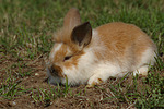 kleintierfotos kaninchen_-_loewenkoepfchen
