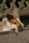 kleintierfotos kaninchen_-_loewenkoepfchen