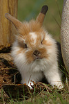 kleintierfotos kaninchen_-_loewenkoepfchen