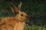 kleintierfotos kaninchen_(alle)