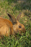 kleintierfotos kaninchen_(alle)