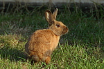 kleintierfotos kaninchen_(alle)