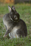 kleintierfotos kaninchen_-_zwergkaninchen