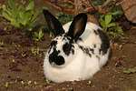 kleintierfotos kaninchen_-_rassekaninchen