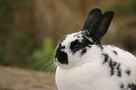 kleintierfotos kaninchen_-_rassekaninchen