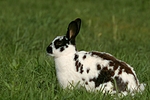kleintierfotos kaninchen_-_rassekaninchen
