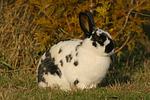 kleintierfotos kaninchen_-_rassekaninchen