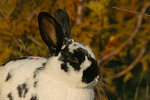 kleintierfotos kaninchen_-_rassekaninchen